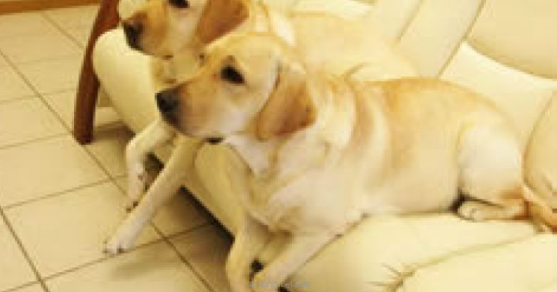 家庭犬として優れた両親犬 家庭犬として優れた両親犬